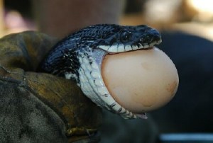 snake eating egg