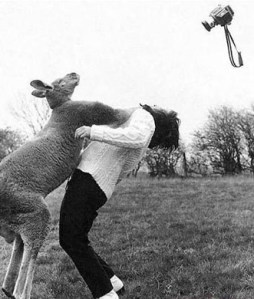 kangaroo attack