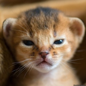angry kitten