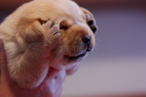 cute puppy thing