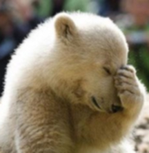 facepalm bear
