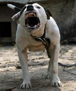 pit-bull-growling
