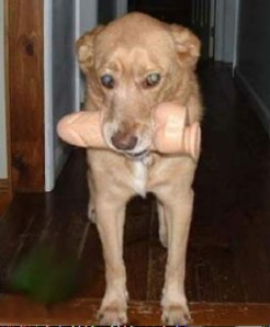 dog with vibrator