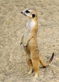 meerkat