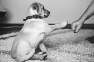 fist bump dog
