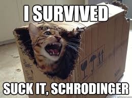 schrodingers cat meme
