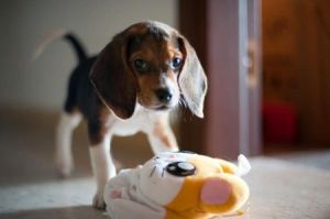 wittle beagle