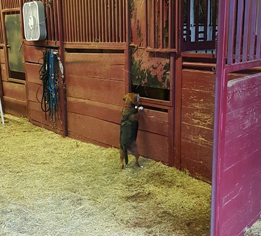 11904636_10206094086128643_8903735317505909189_n