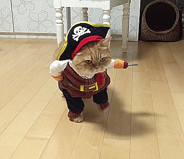 cat-pirate-costume-0
